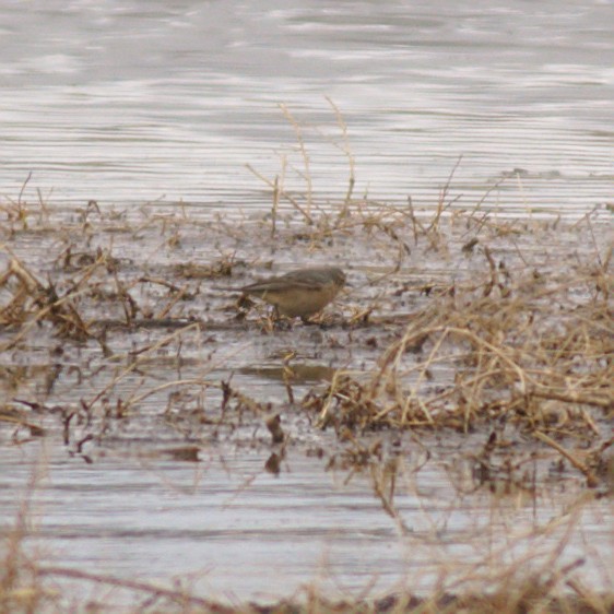 American Pipit - Nicholas Kelling