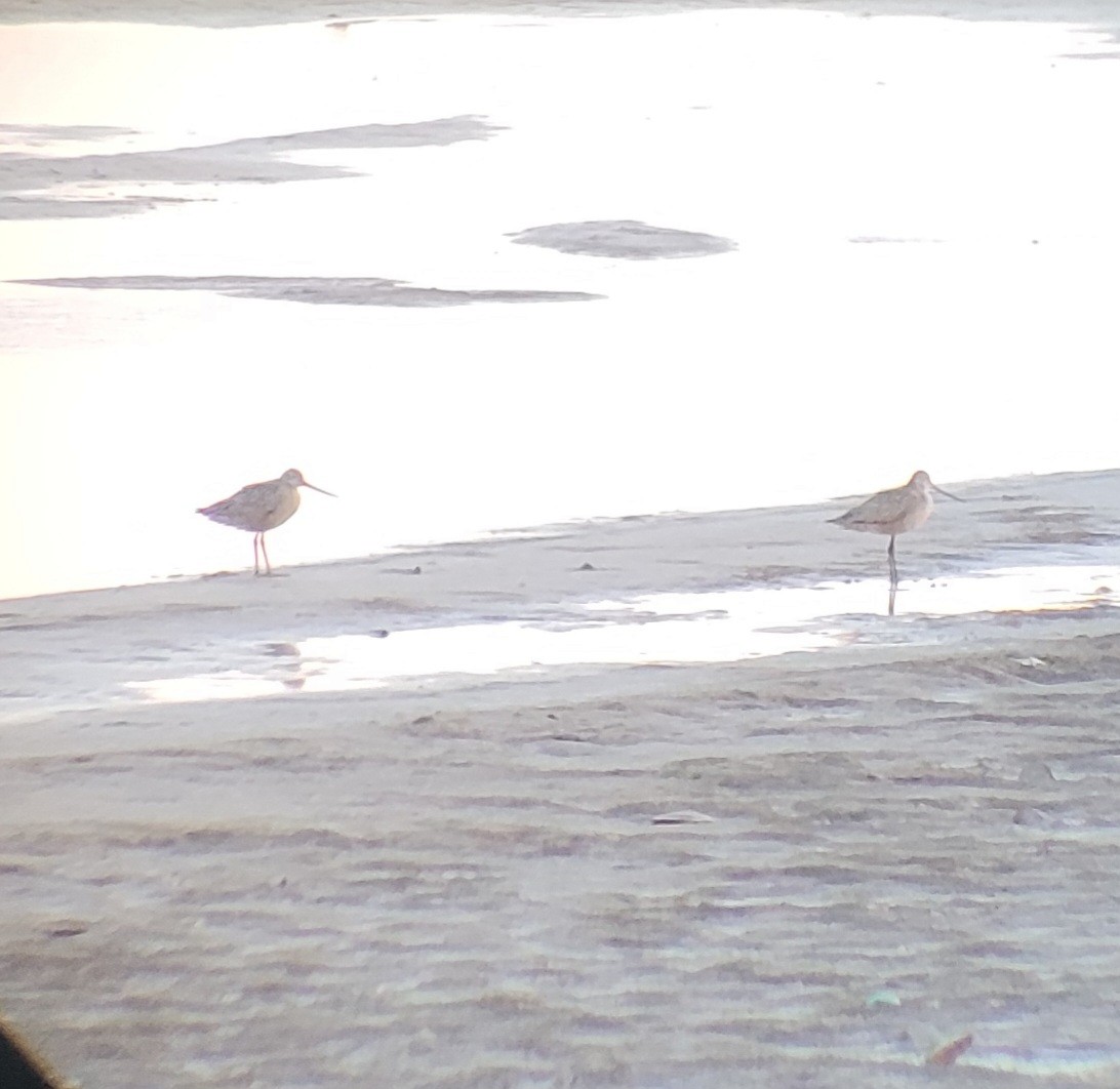 Marbled Godwit - ML561472851