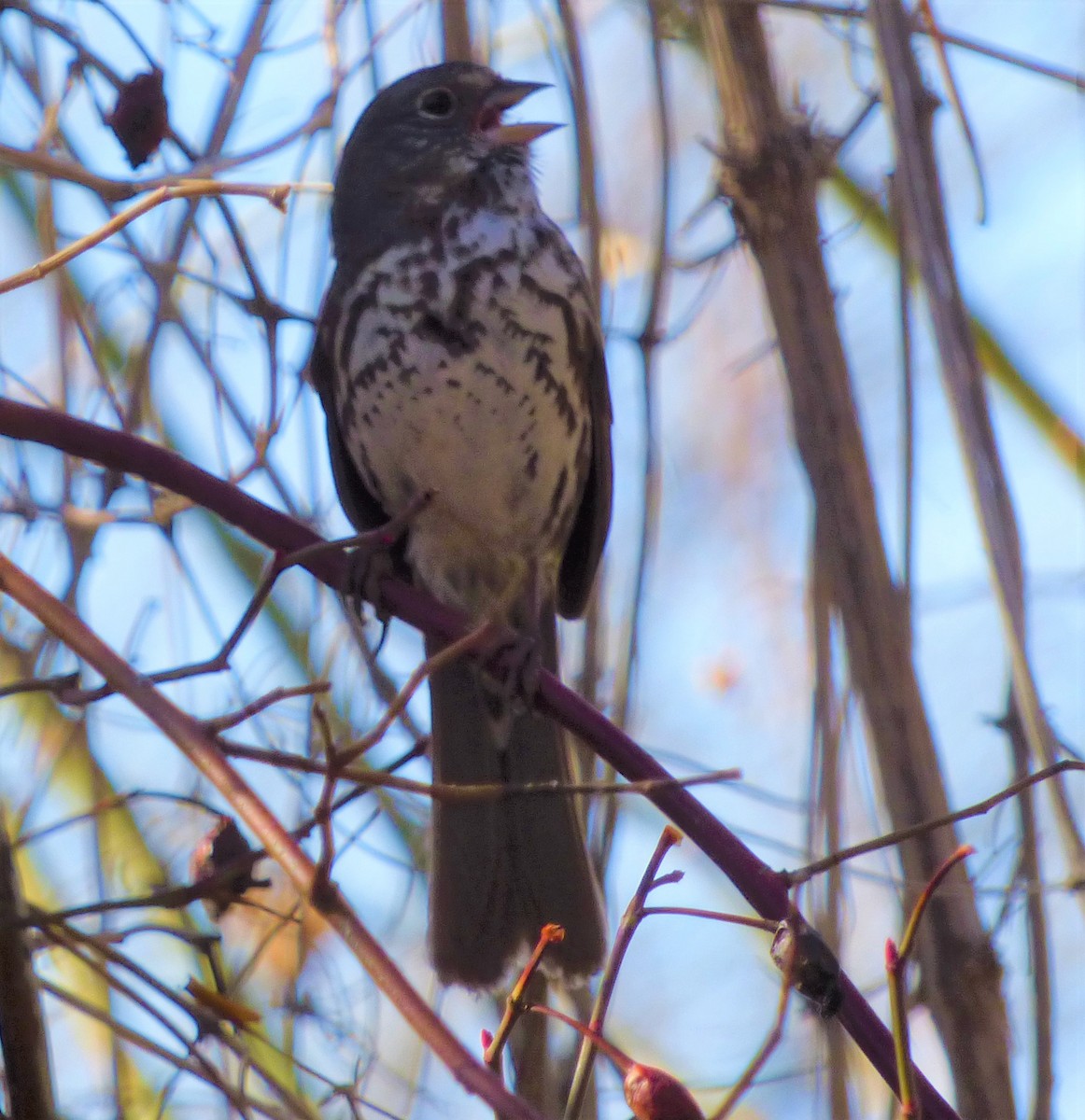 Fox Sparrow (Slate-colored) - Steven Wilson