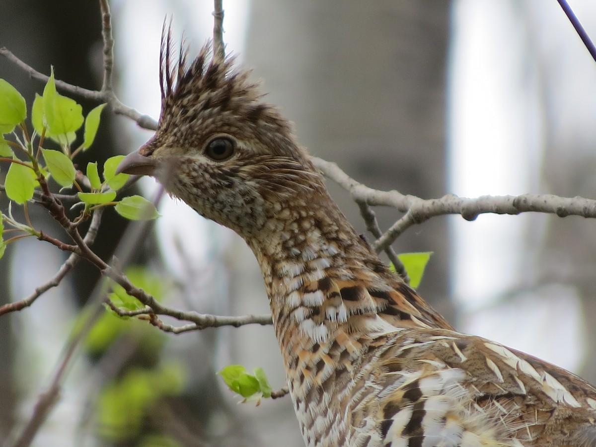 Ruffed Grouse - ML56147311