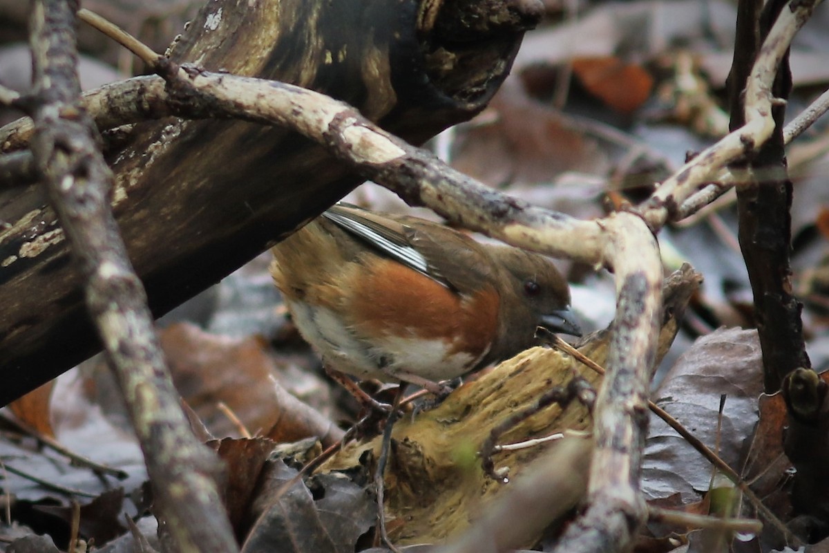 Eastern Towhee - ML561473211