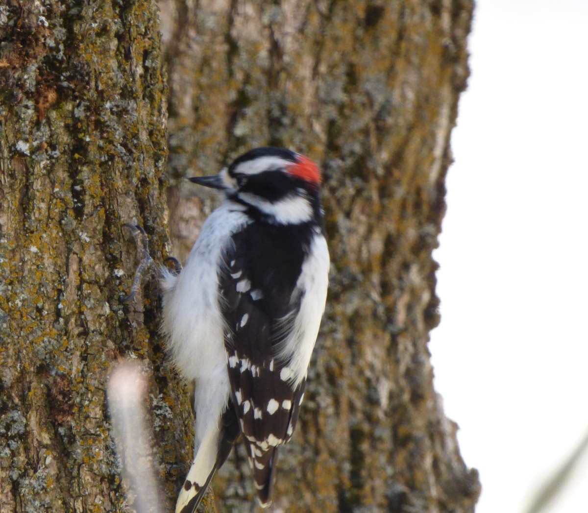 Downy Woodpecker - ML561474171