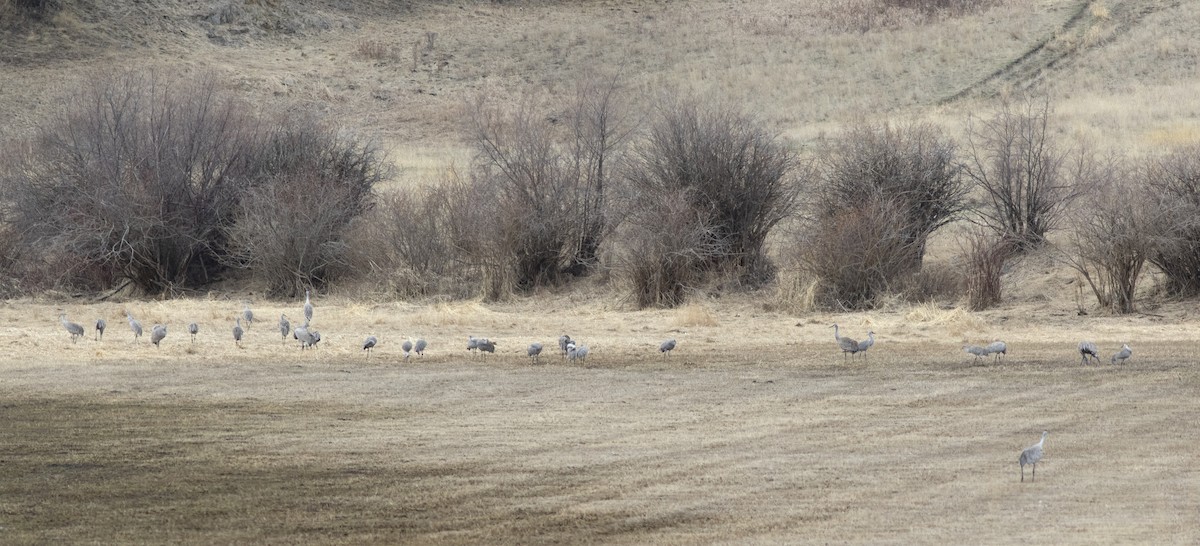 Sandhill Crane - Alan Burger