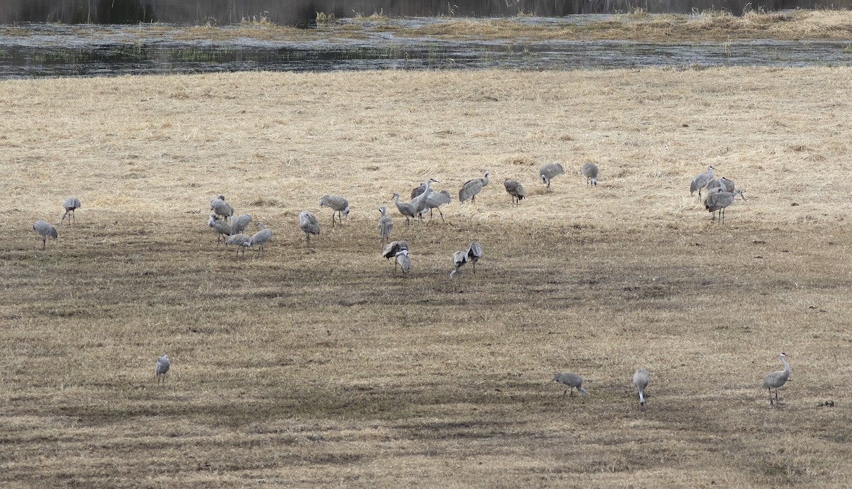 Sandhill Crane - ML561474461