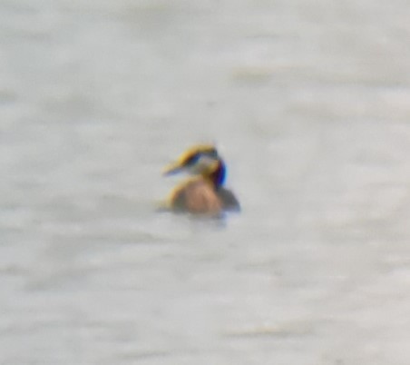 Red-necked Grebe - David Price