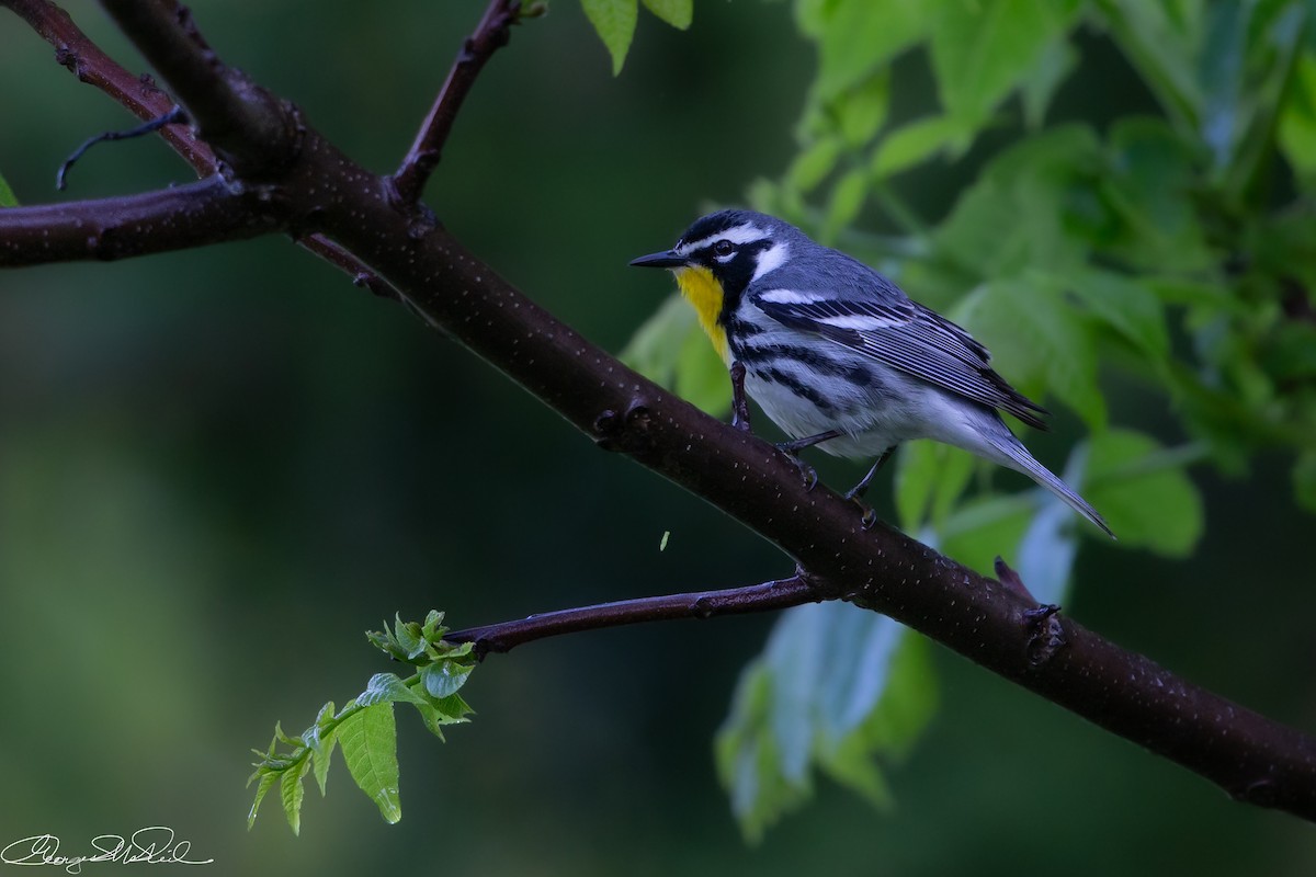 Yellow-throated Warbler - ML561477931