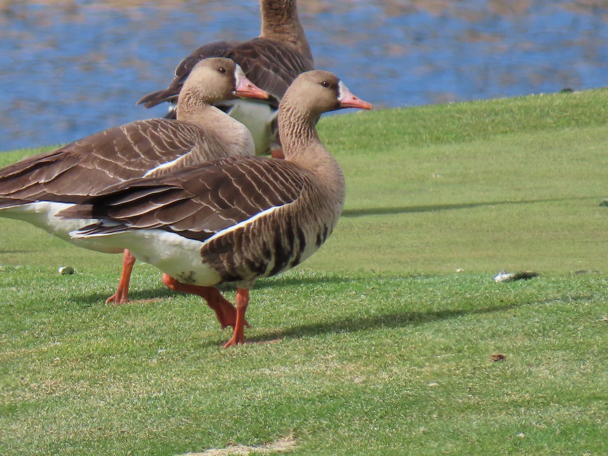 Greater White-fronted Goose - ML561478051