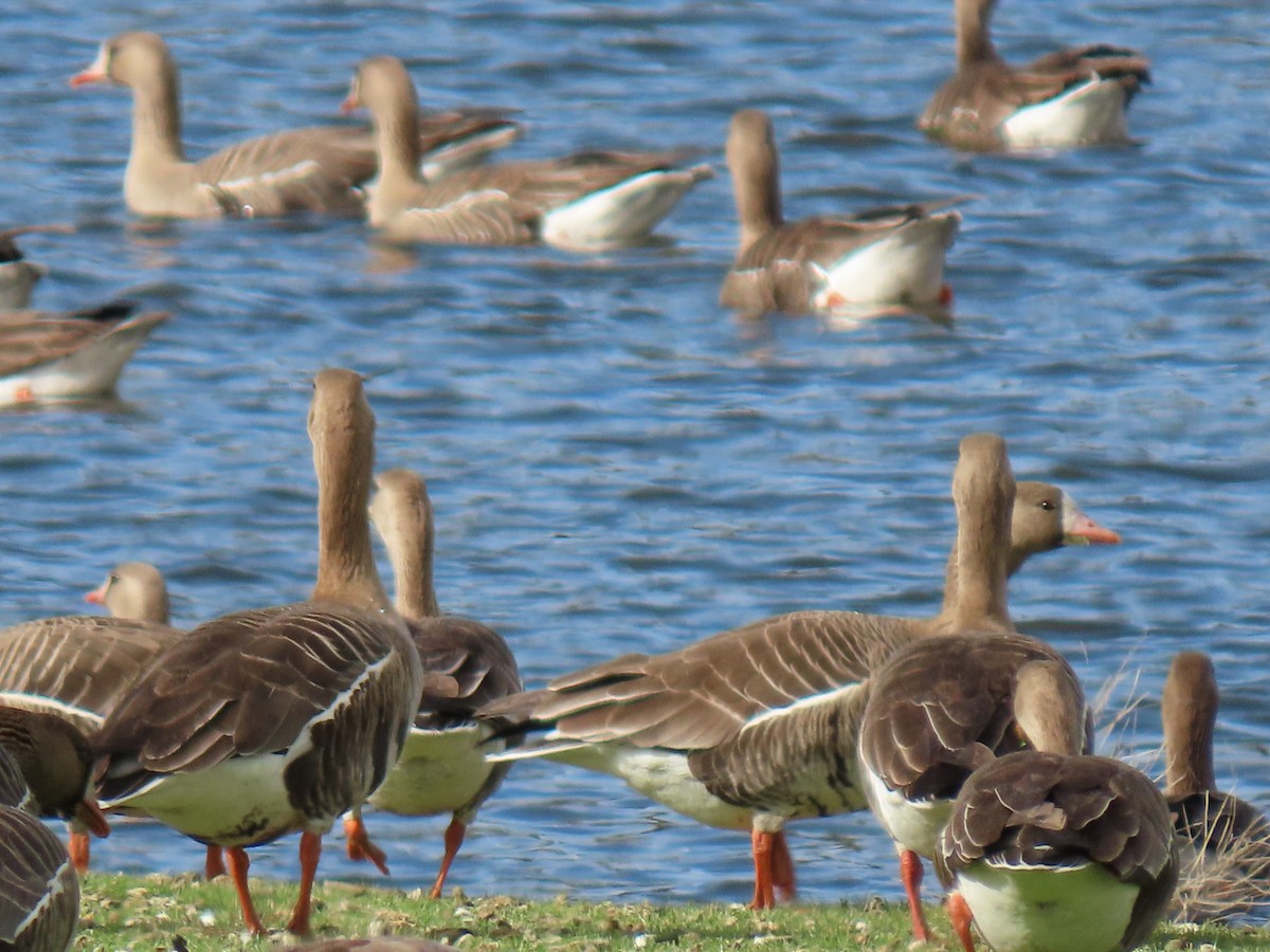 Greater White-fronted Goose - ML561478071