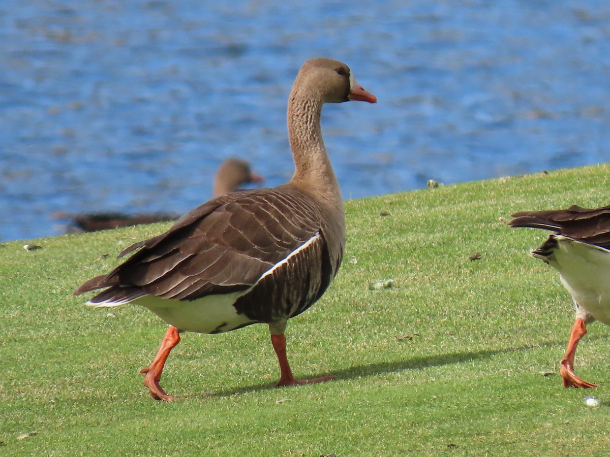 Greater White-fronted Goose - ML561478081