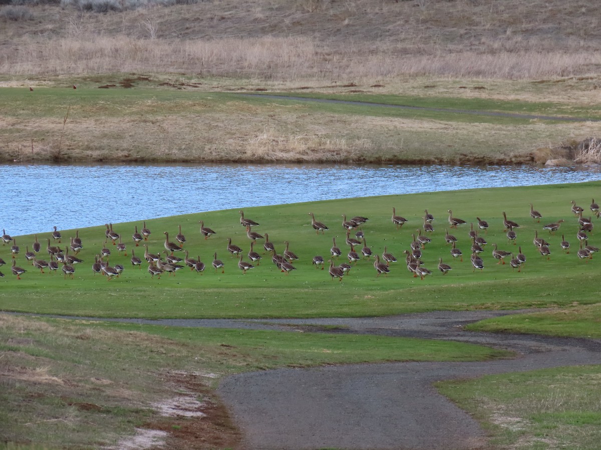 Greater White-fronted Goose - ML561478101