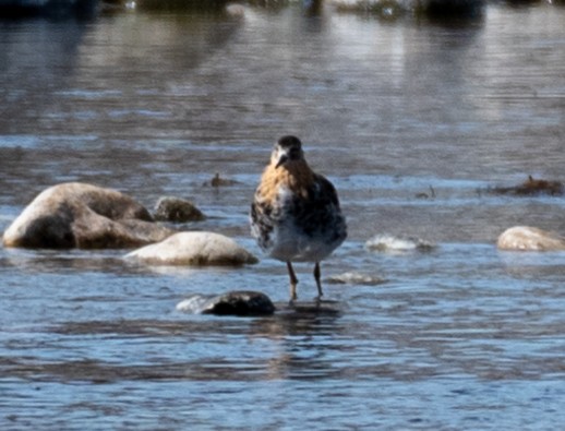 Ruff - David Campbell