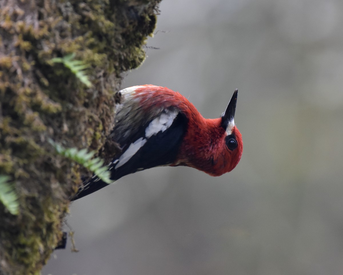 Red-breasted Sapsucker - ML561480191