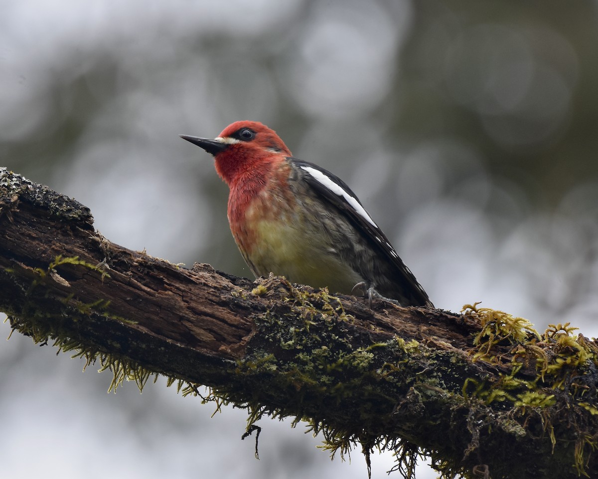 Red-breasted Sapsucker - ML561480201