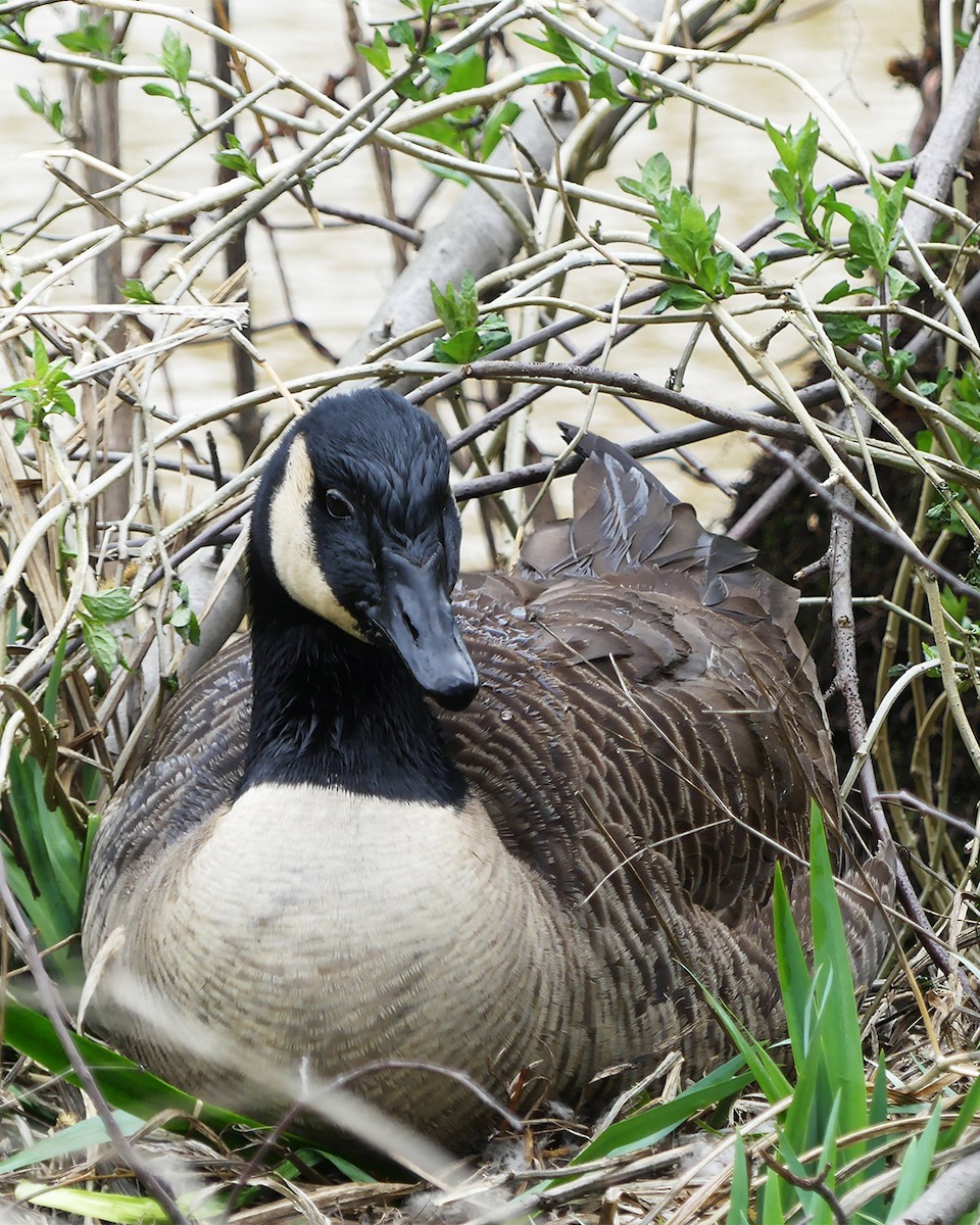 Canada Goose - Allie Kleber