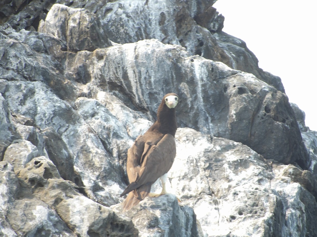 Brown Booby - ML561481191