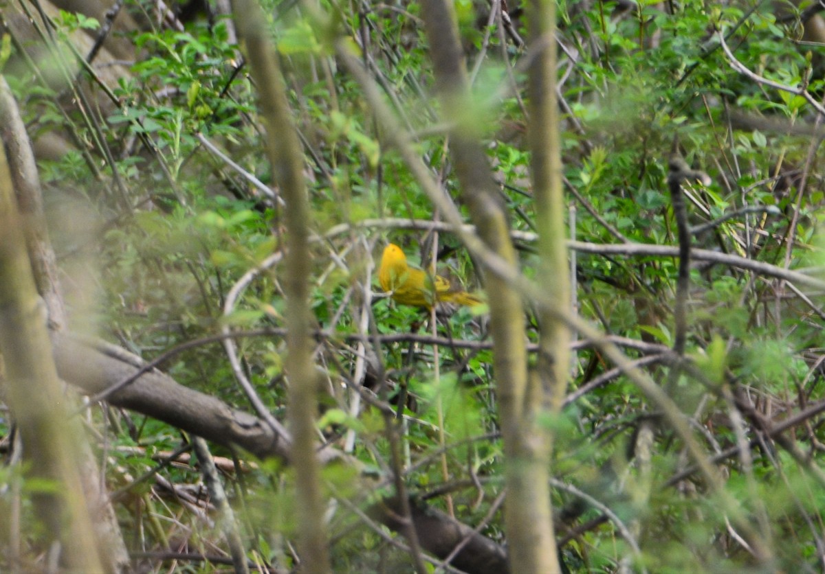 Yellow Warbler (Northern) - ML561481521