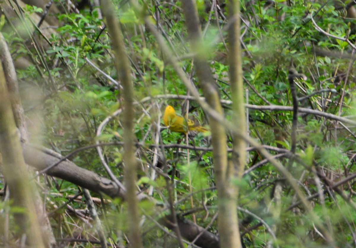 Yellow Warbler - "Chia" Cory Chiappone ⚡️