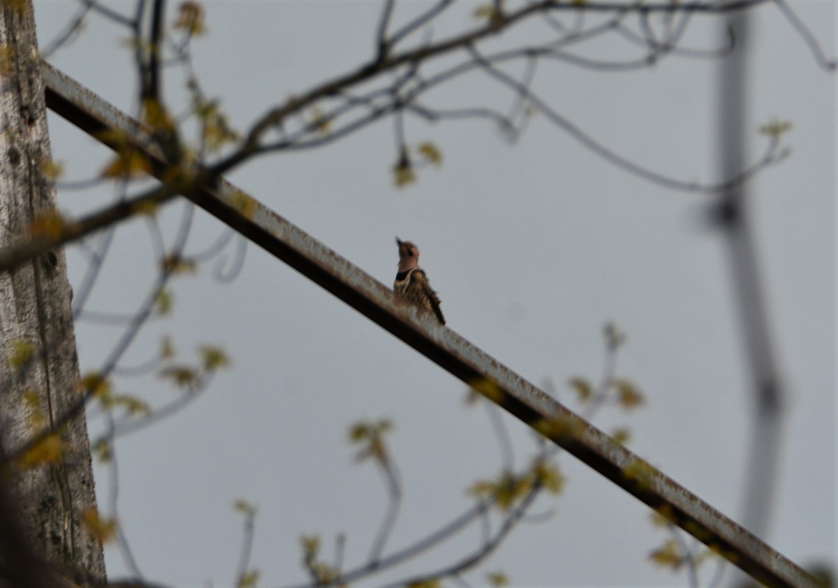 Northern Flicker - "Chia" Cory Chiappone ⚡️