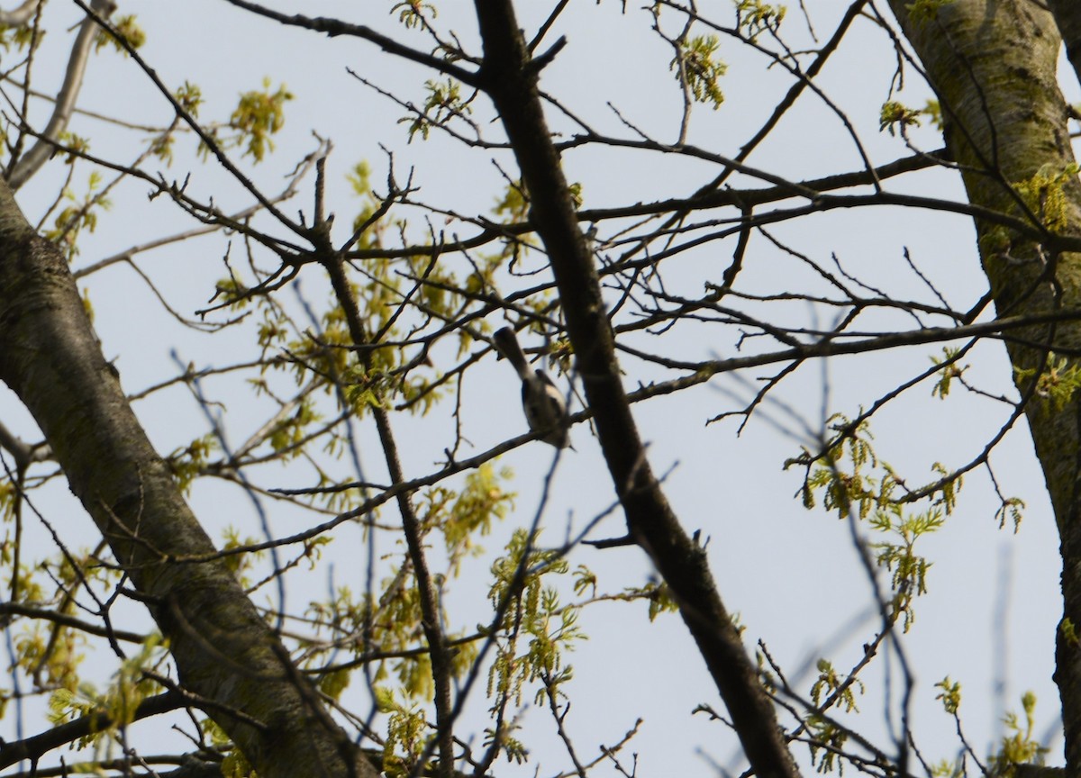 Blue-gray Gnatcatcher - ML561481591