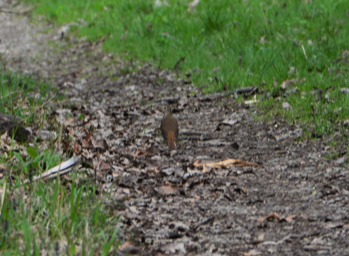 Hermit Thrush - "Chia" Cory Chiappone ⚡️