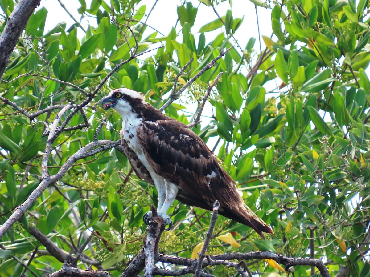 Águila Pescadora - ML561481831