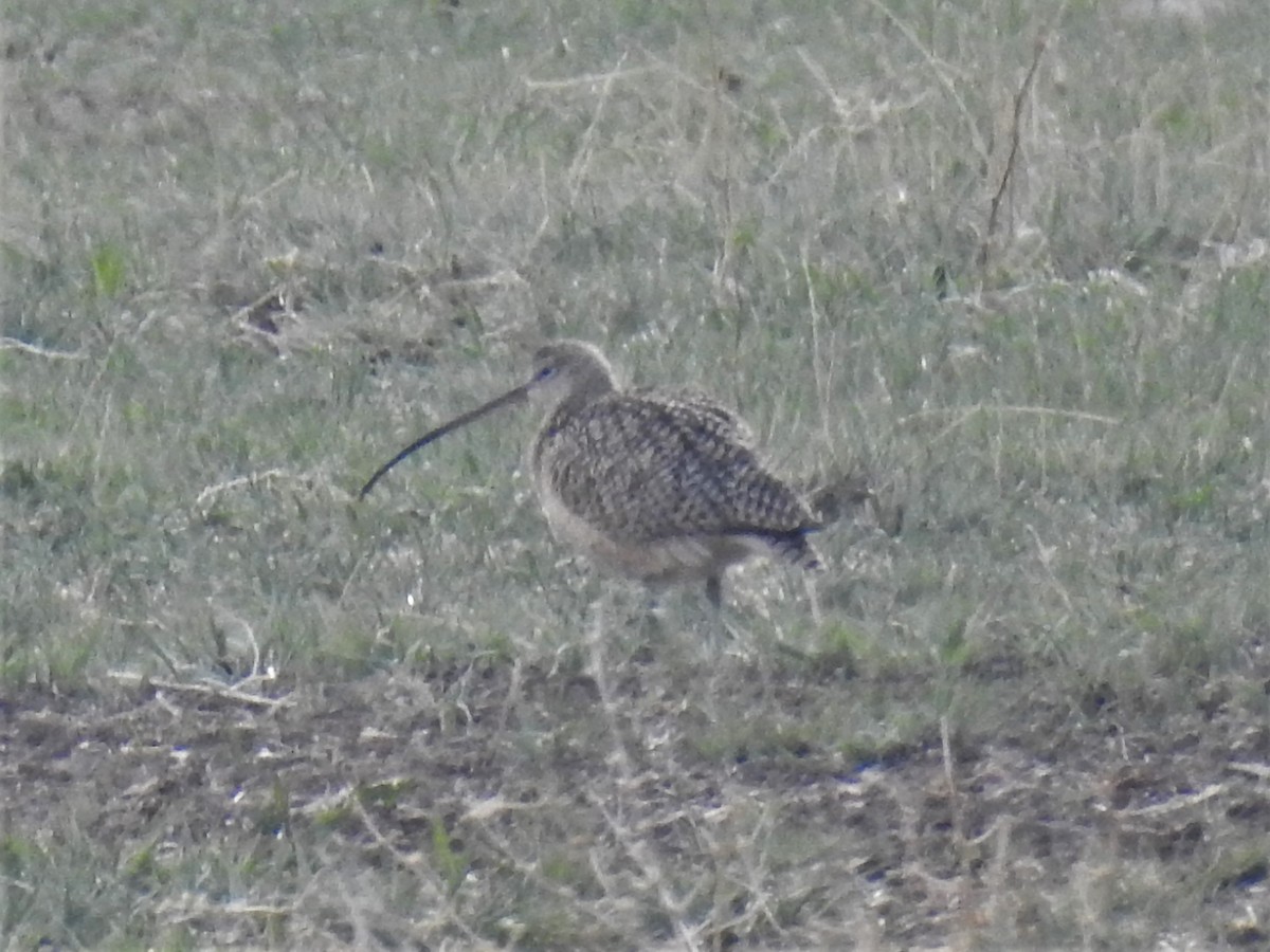 Long-billed Curlew - ML561482581