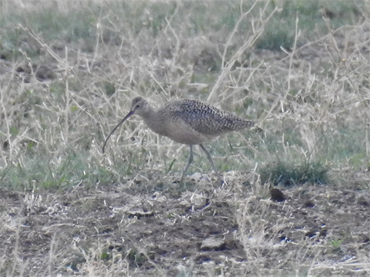 Long-billed Curlew - ML561482591