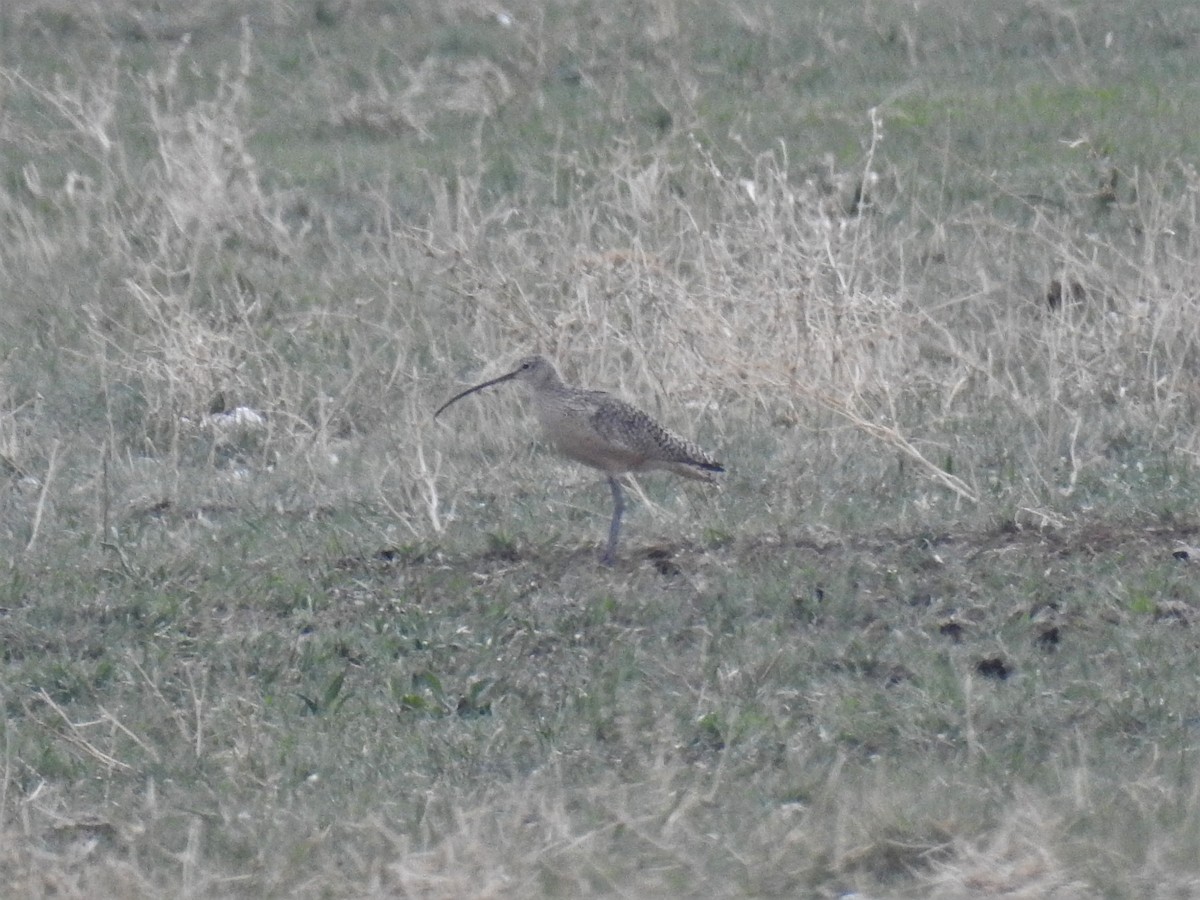 Long-billed Curlew - ML561482641