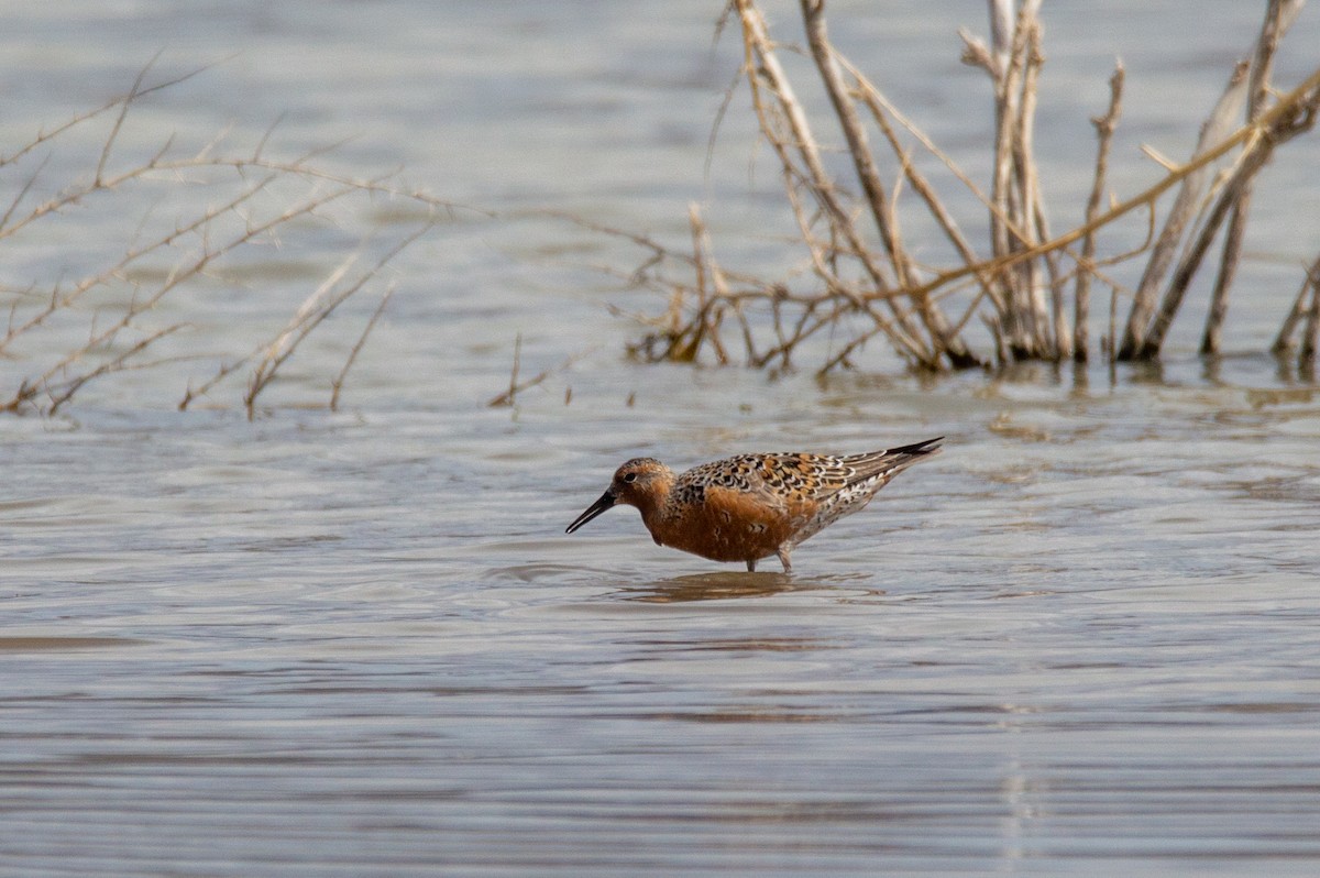 Red Knot - ML561482911