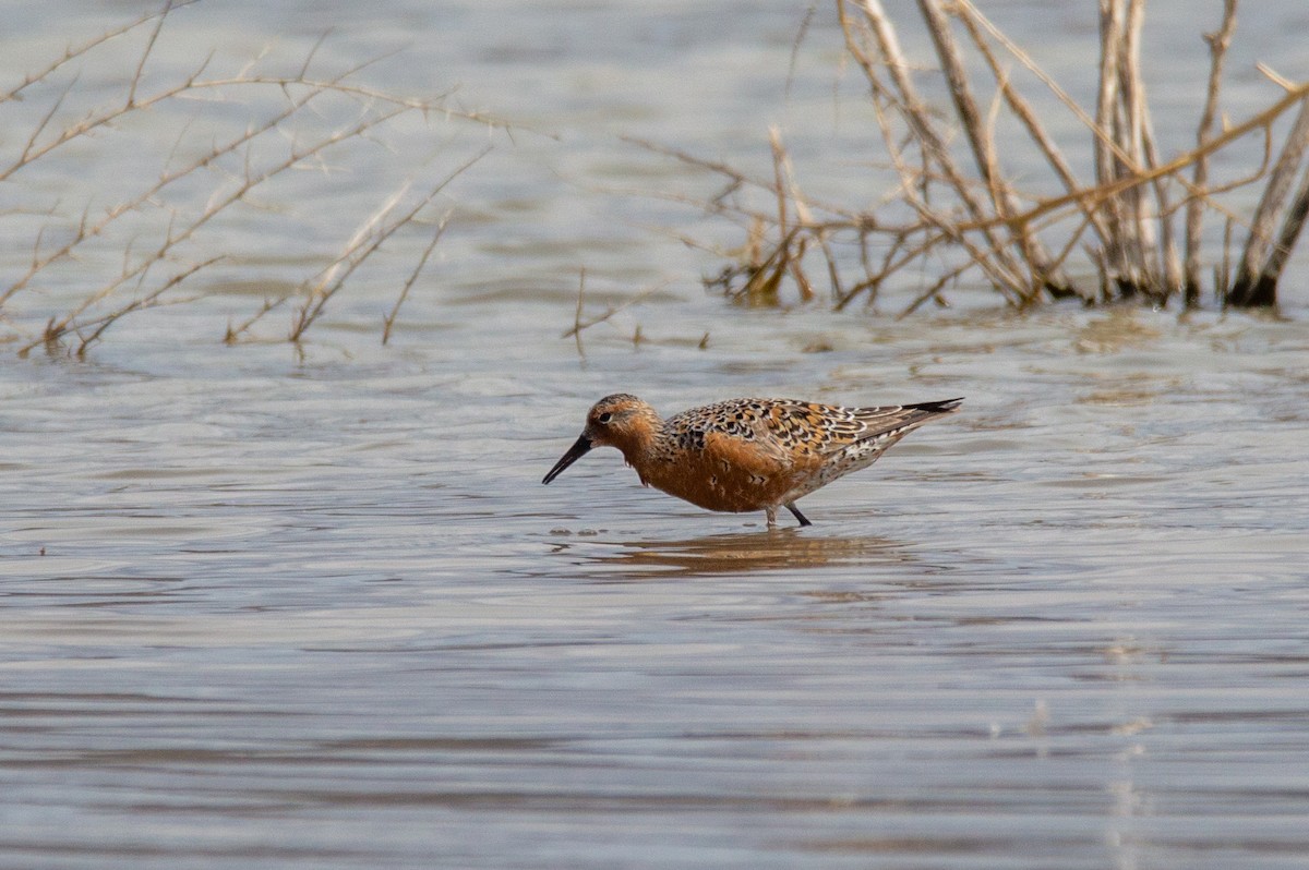 Red Knot - Joe Tuvell