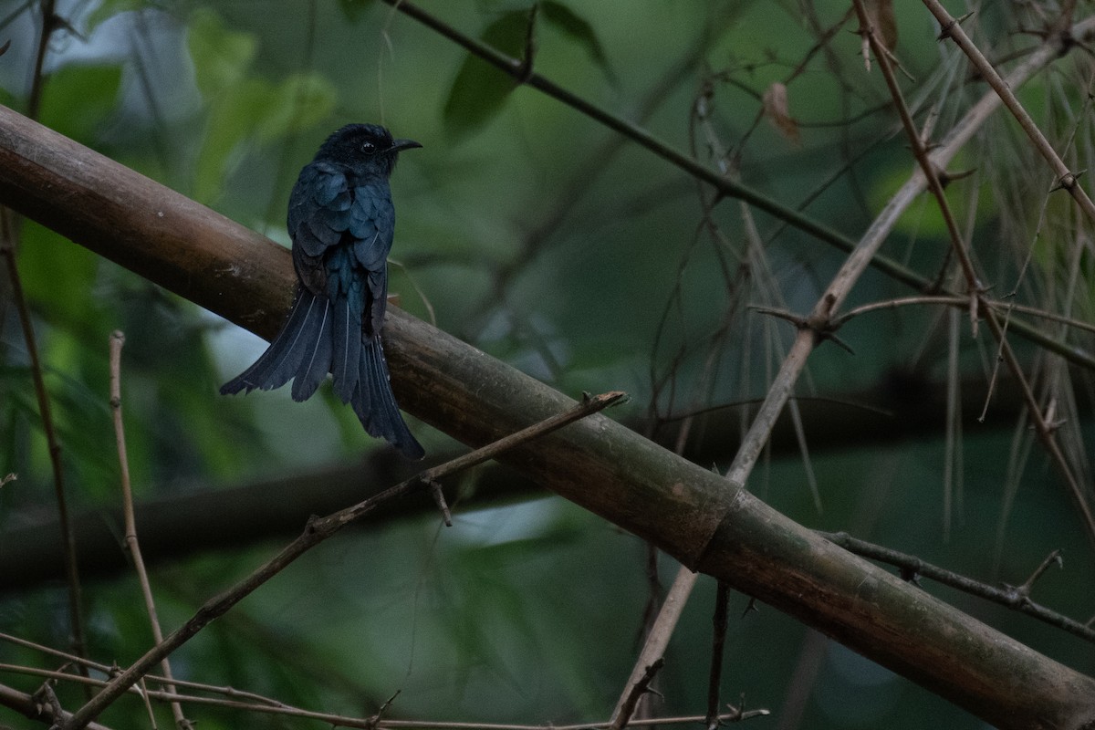 Fork-tailed Drongo-Cuckoo - H Nambiar