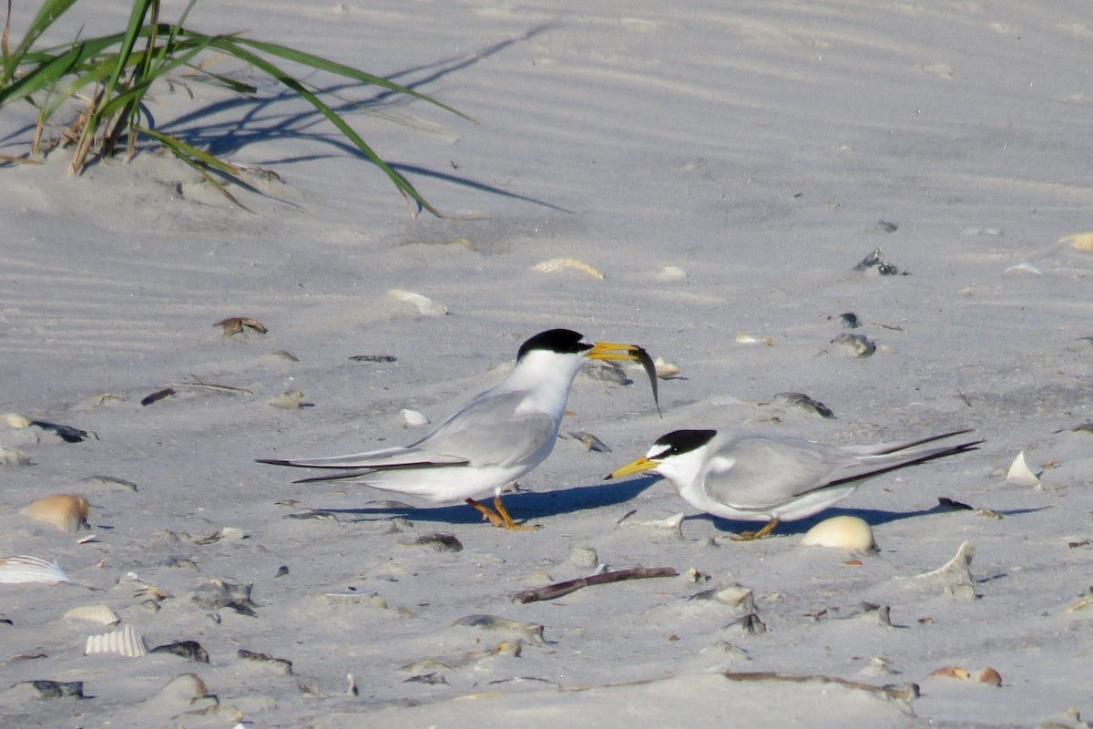 Least Tern - ML56148541