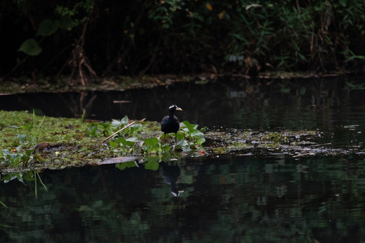 Bronze-winged Jacana - H Nambiar