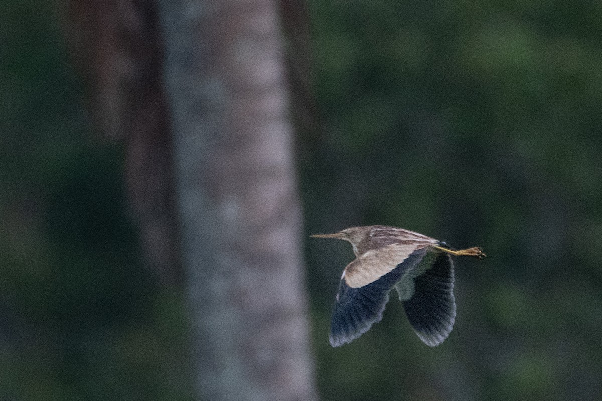 Yellow Bittern - H Nambiar