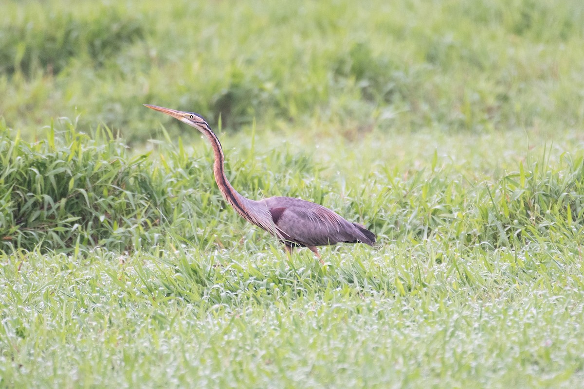 Purple Heron - H Nambiar