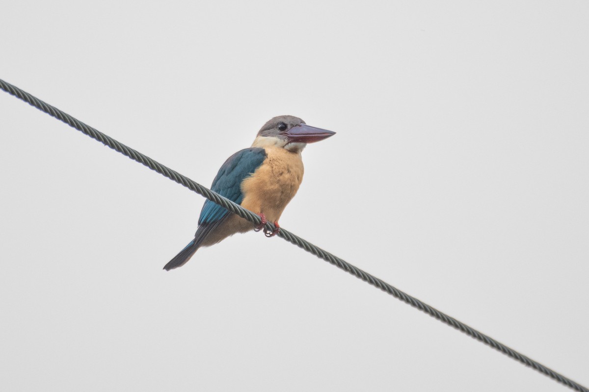 Stork-billed Kingfisher - H Nambiar