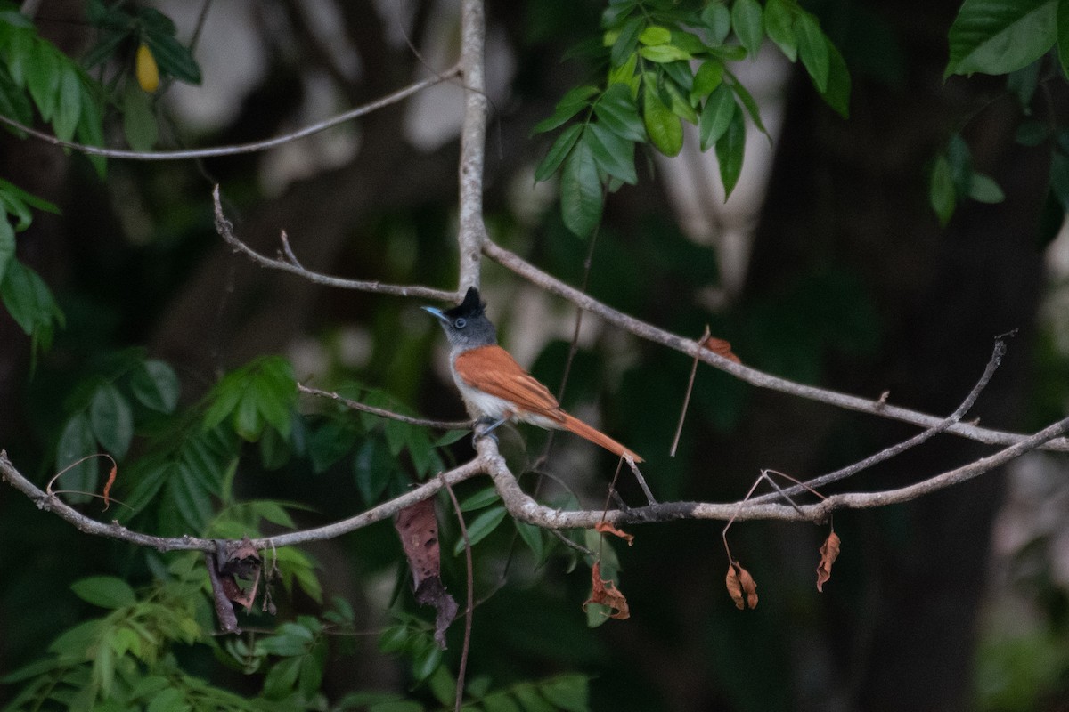 Indian Paradise-Flycatcher - H Nambiar