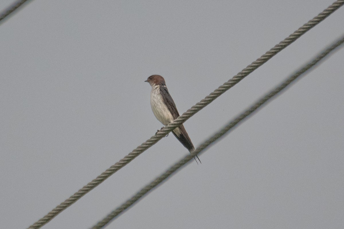 Red-rumped Swallow - H Nambiar