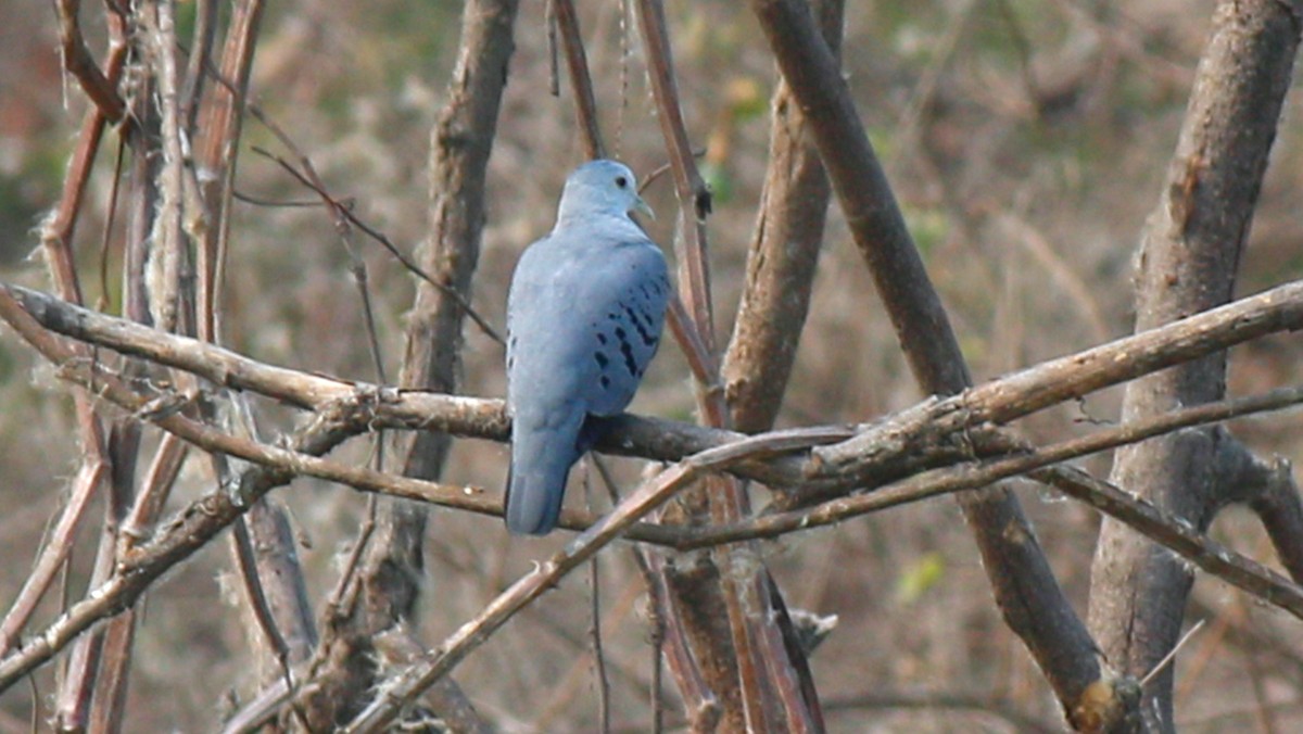 Blue Ground Dove - ML56148671