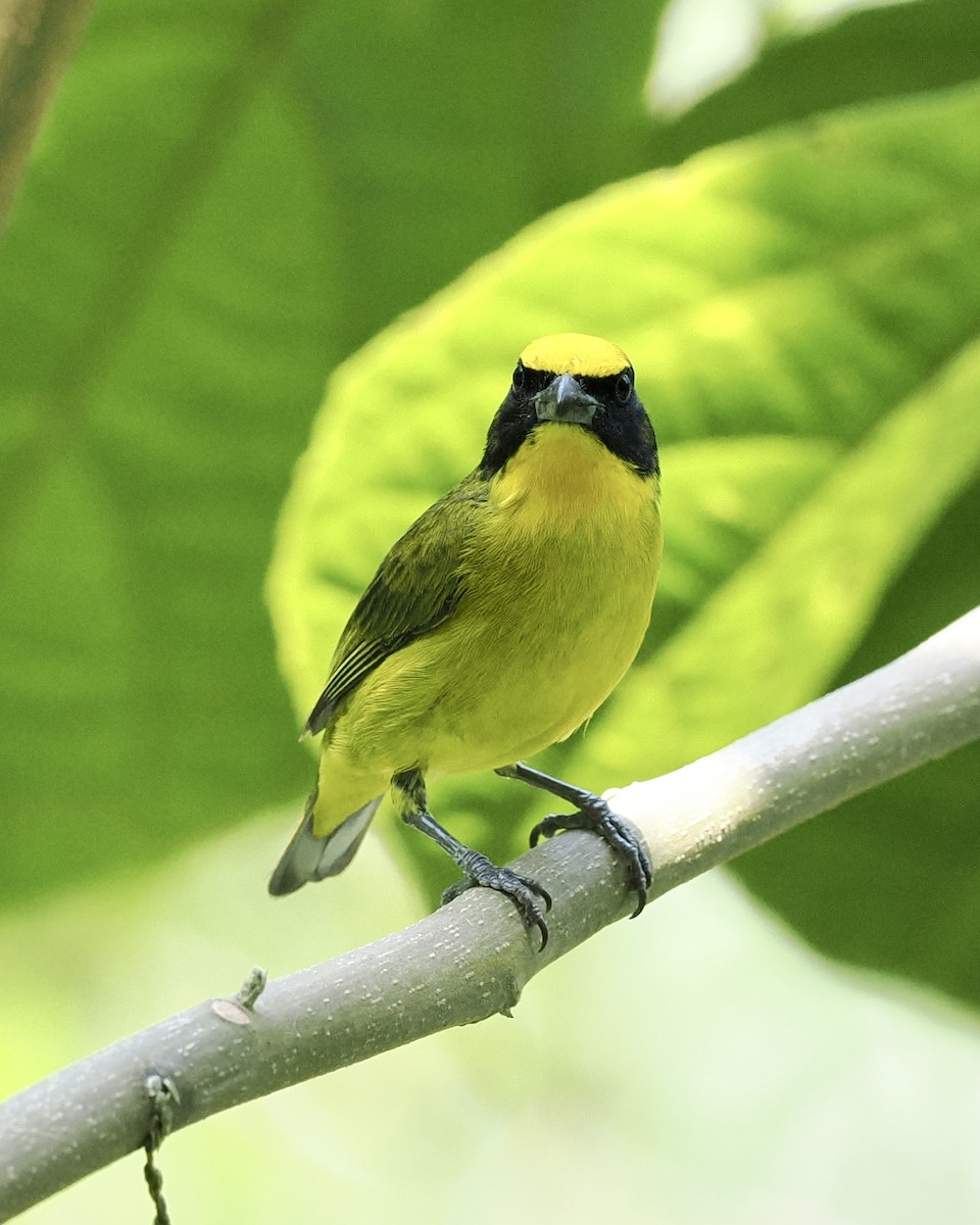 Thick-billed Euphonia - Peder Svingen