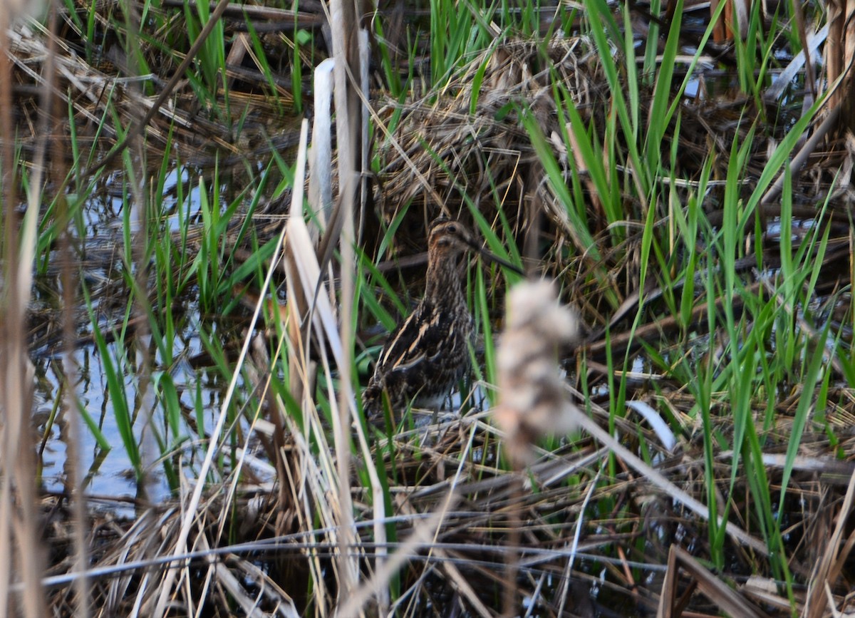 Wilson's Snipe - ML561488341