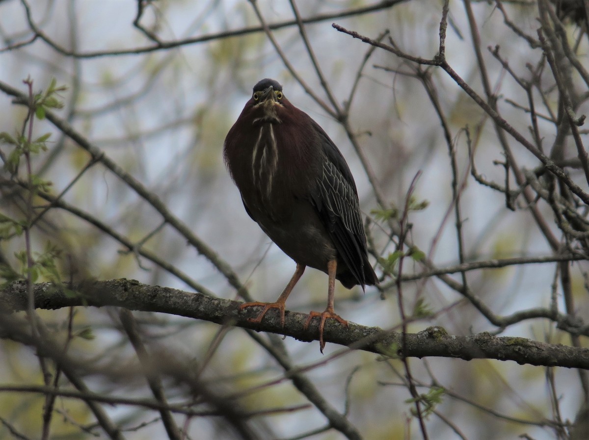 Green Heron - ML561488381