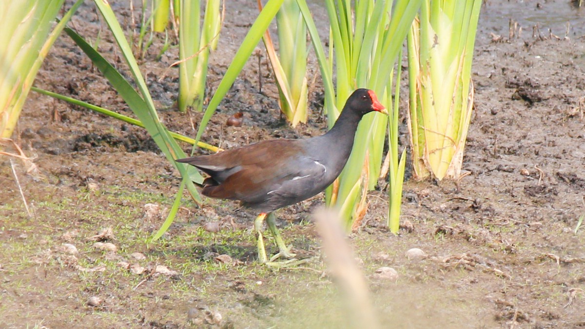 Common Gallinule - ML56148851