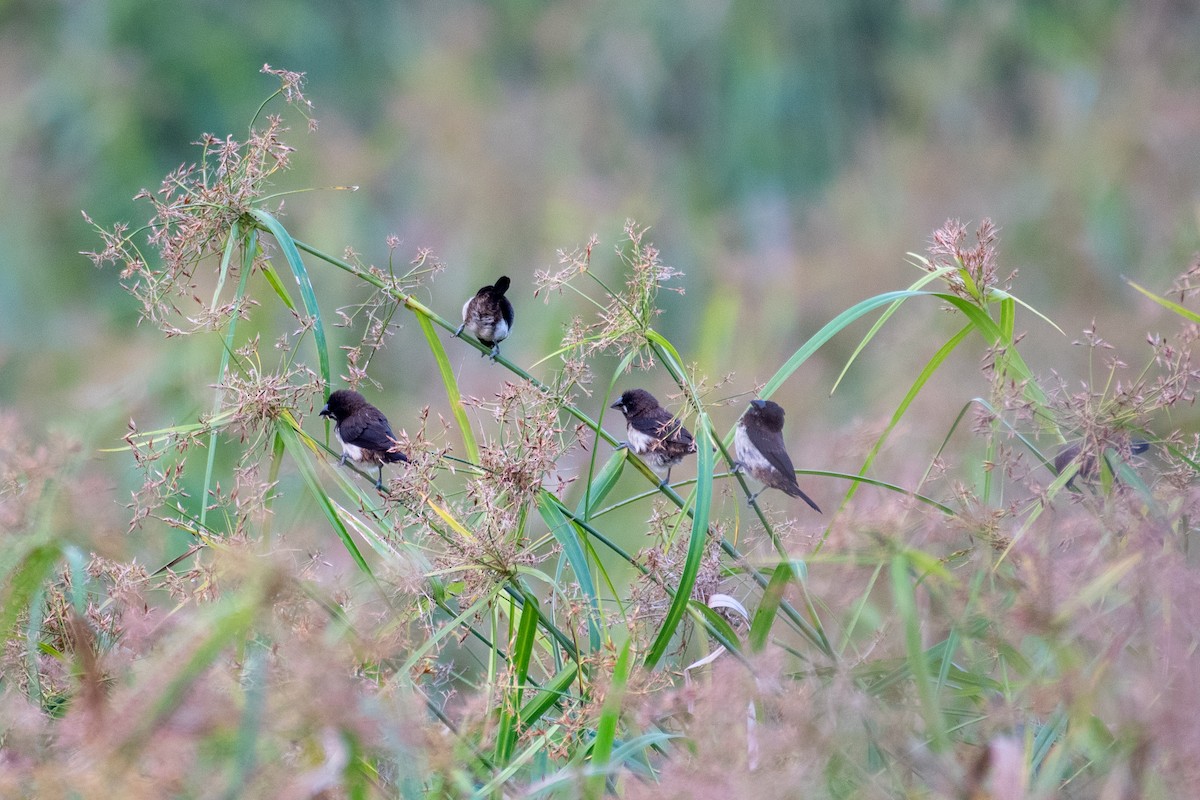 White-rumped Munia - H Nambiar