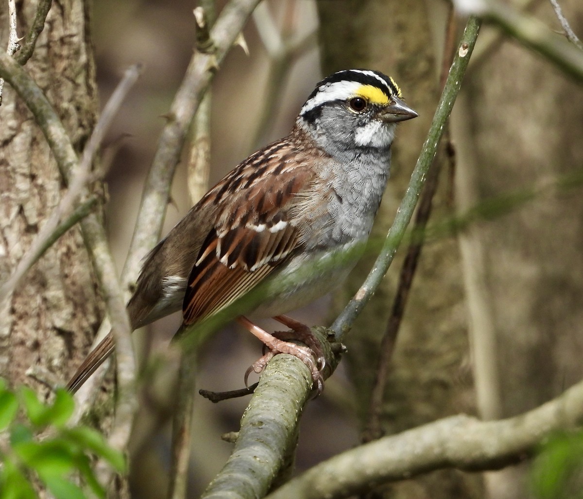 White-throated Sparrow - ML561489471
