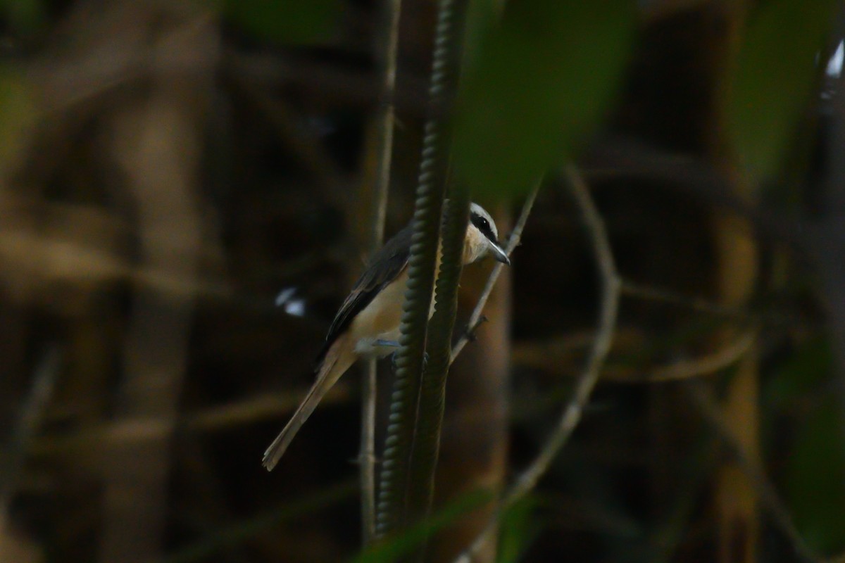 Brown Shrike - H Nambiar