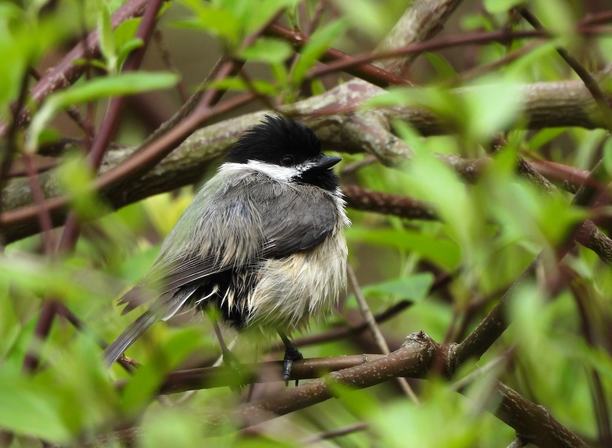 Carolina Chickadee - ML561489671