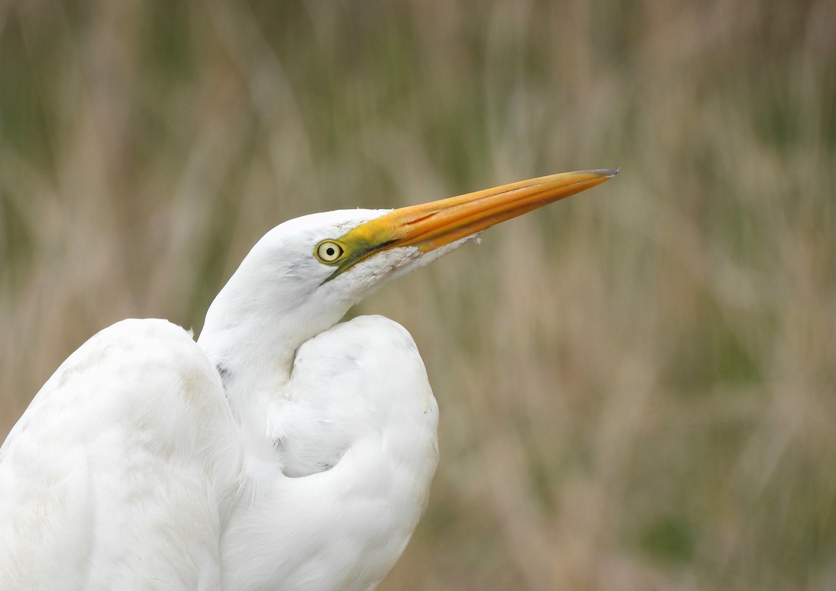 Great Egret - Corvus 𓄿