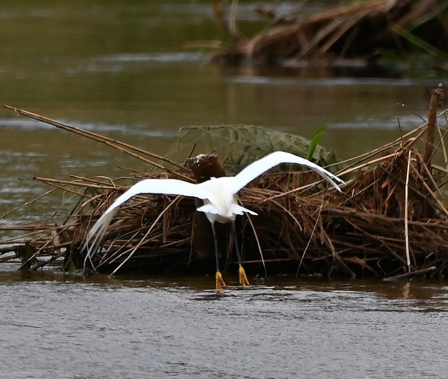 Snowy Egret - ML561489781