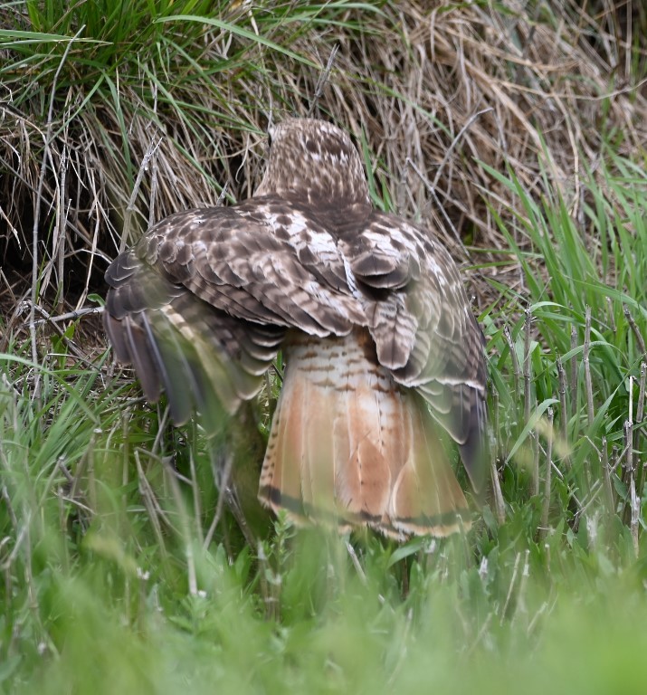 Red-tailed Hawk - ML561489831